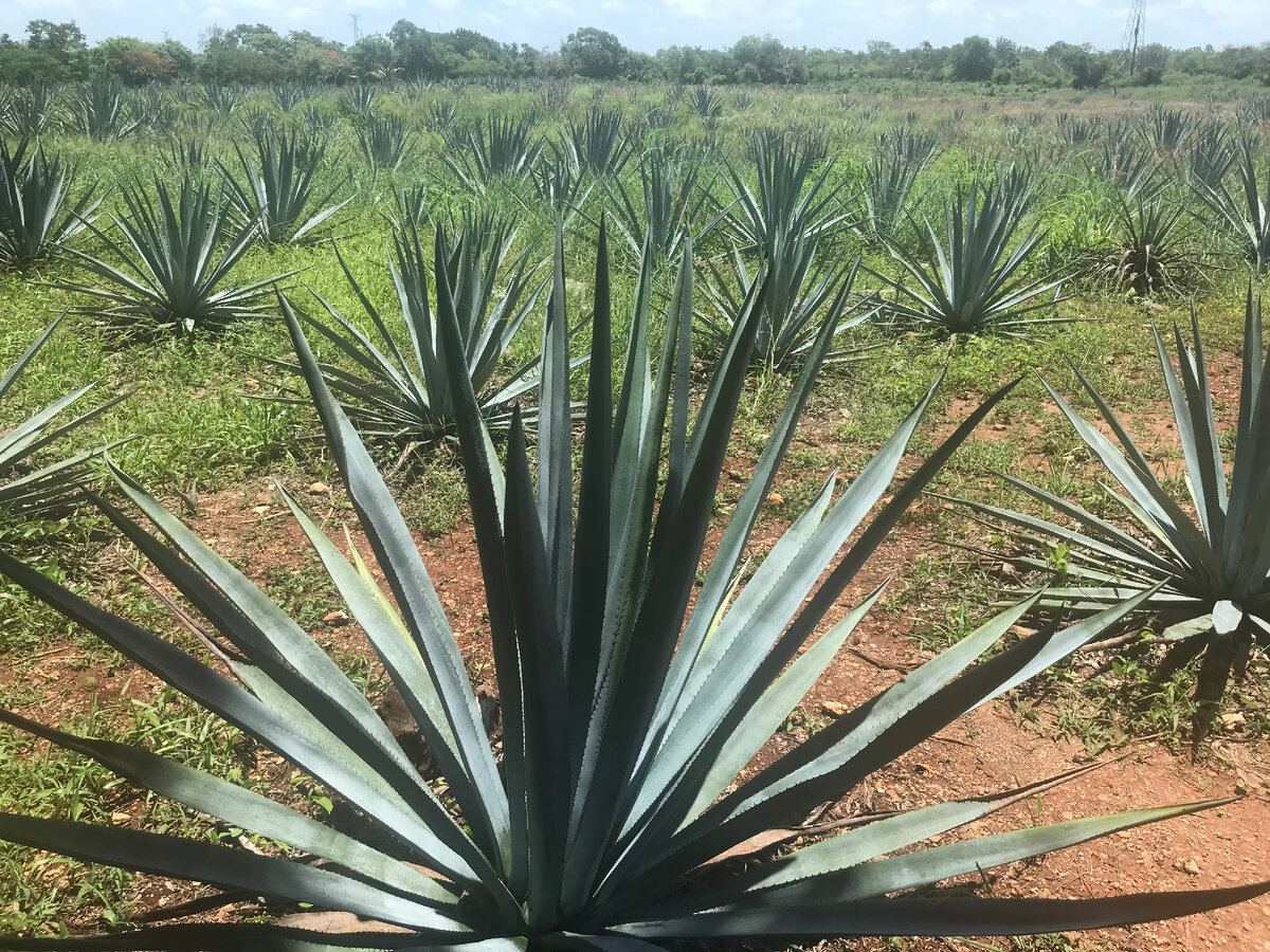 Голубая агава на плантации, "сырье" для производства текилы