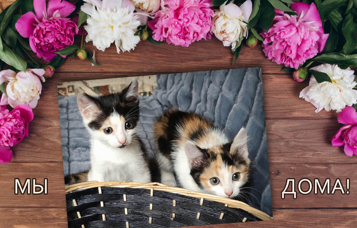 Если счастье, то только такое! Трёхцветное 💕 Котята Черри и Клепа нашли любящие семьи!
Поздравляем малышек! 💫