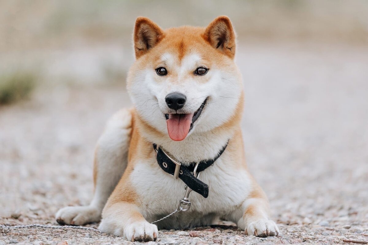 Широ, мальчик, 3 года      (можно листать)