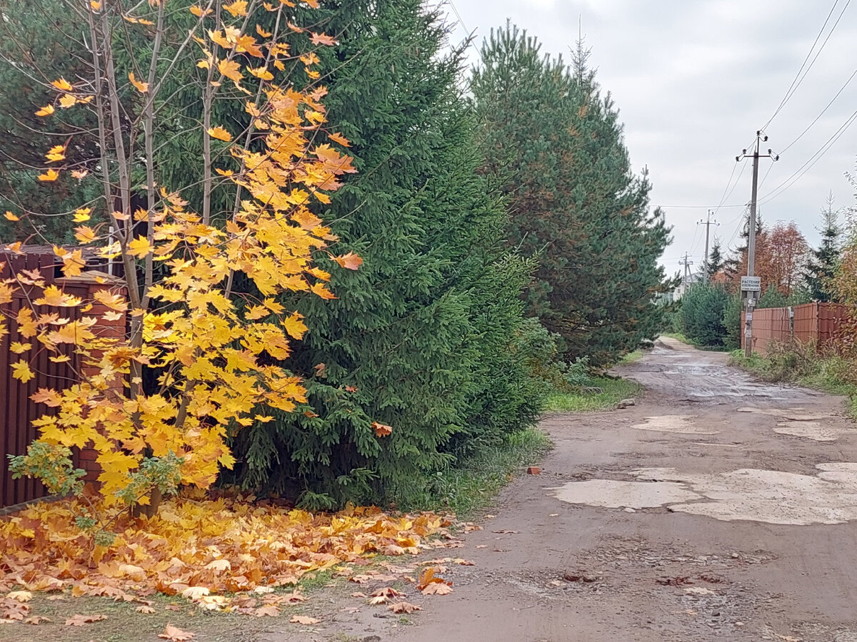 Фото автора. Золотая осень в Подмосковье.