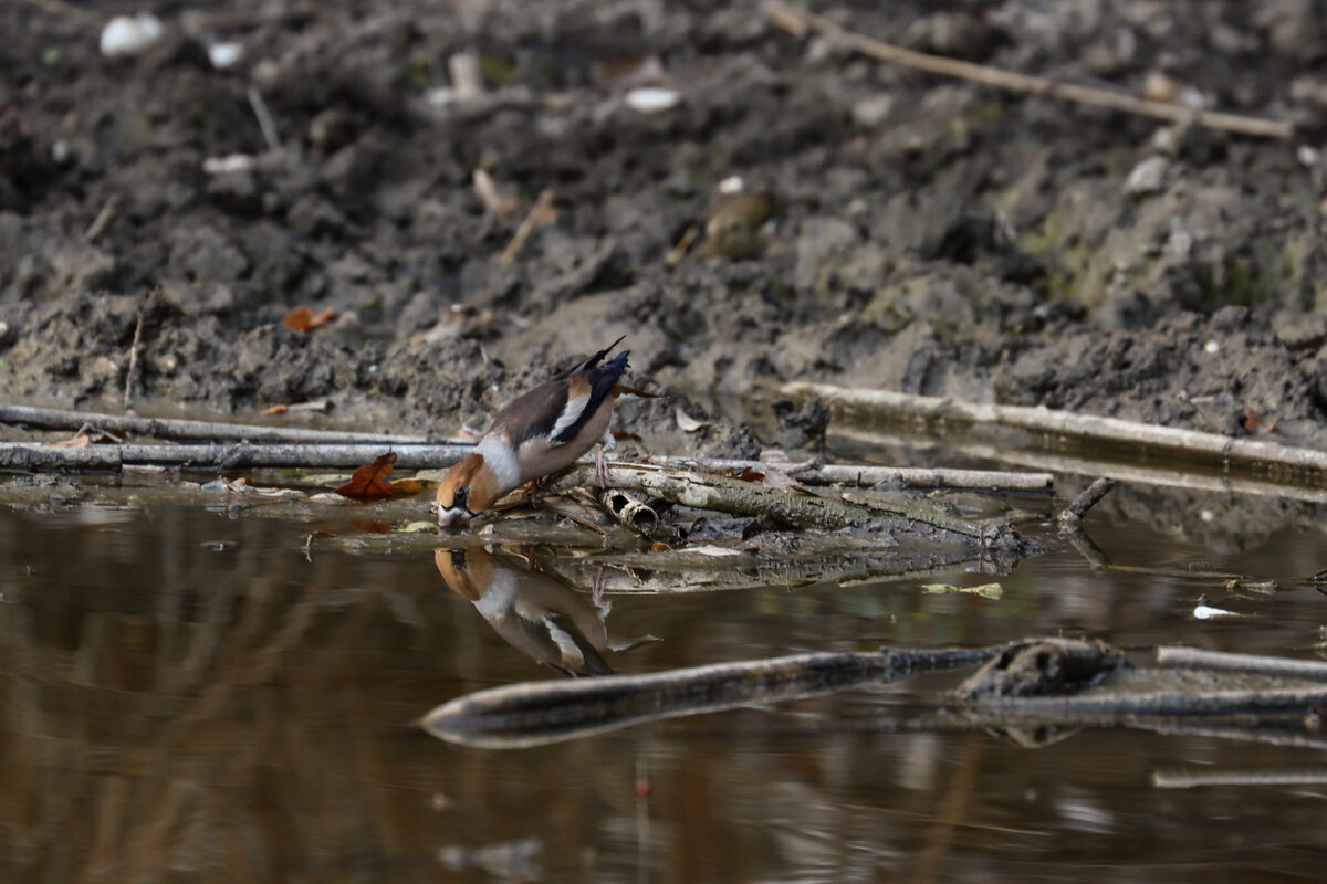 Дубонос на водопое