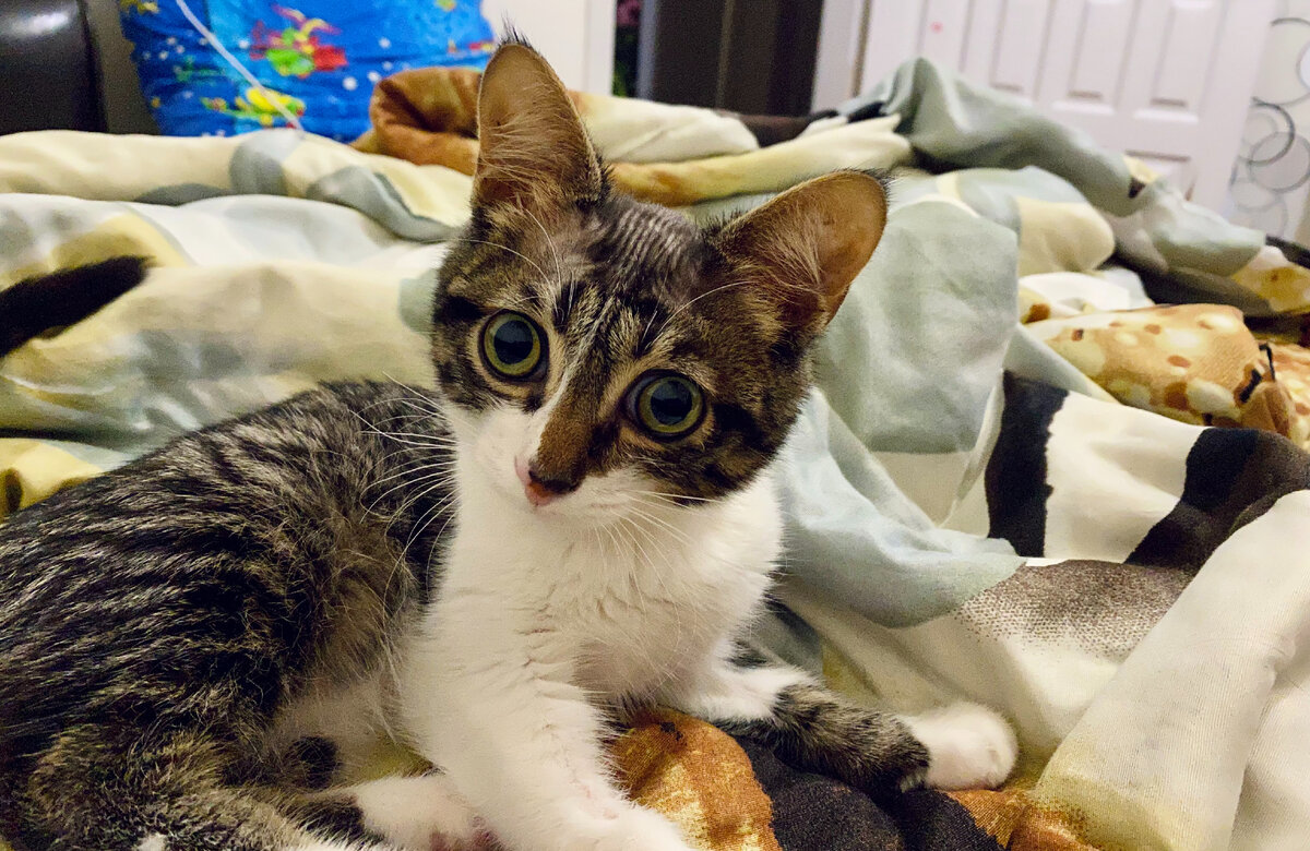 Чем-то я в этот момент заинтересовал Симбу