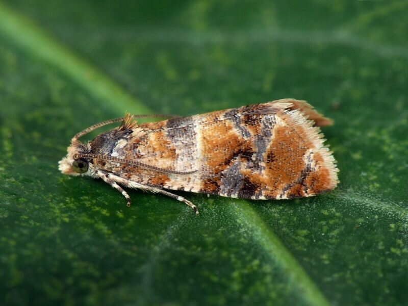 Лиственничная листовертка. Листовертка почему так назвали. Листовертка почему так назвали. Виноградная листовертка. Розанная листовертка.