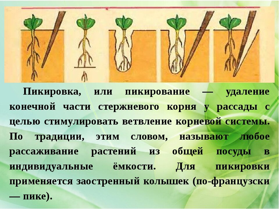 Что такое пикировка рассады. Пикирование сеянцев томата. Пикировка сеянцев схема. Помидоры рассада пикировка помидор. Пикировка томатов корень.