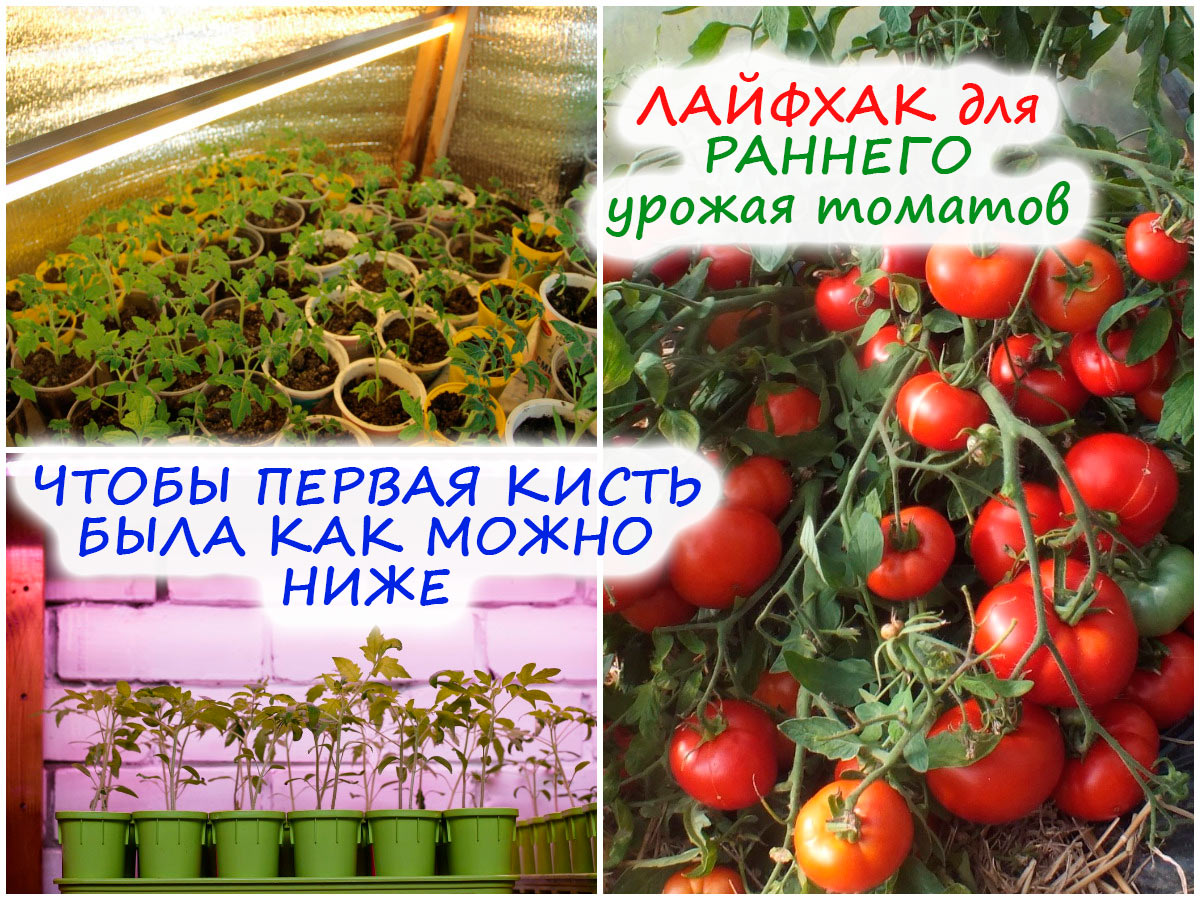 Когда пикировать томаты в 2024 году. Большой урожай томатов. Огромный помидор. Томат ранний. Земля для помидор.