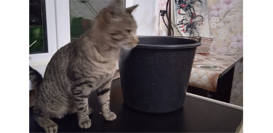 То самое ведро 10л (кот шевелится)