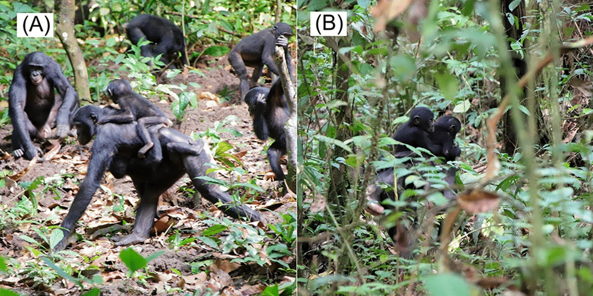 (A) Мари несёт Флору на животе, а Марго на спине. (B) Мария несёт на спине Флору и Марго.