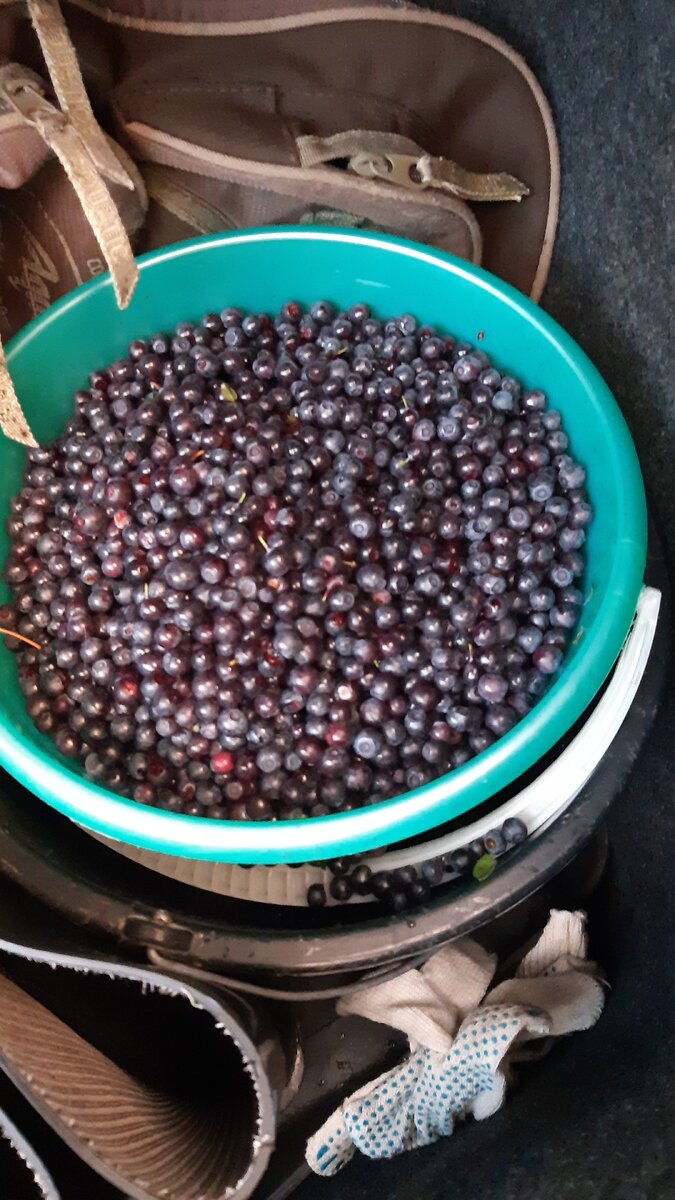 Черничка сладкая и сочная!