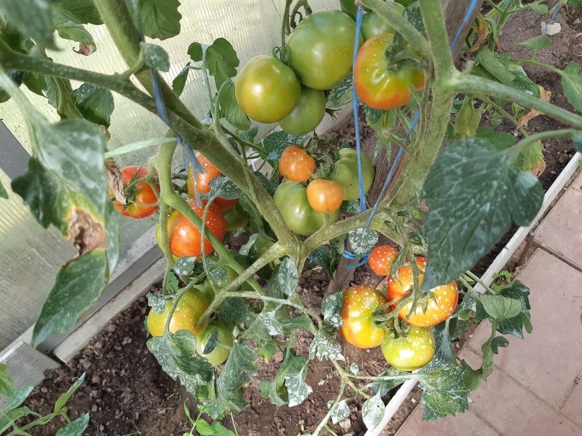 куст с  помидорами,  начинают  краснеть 