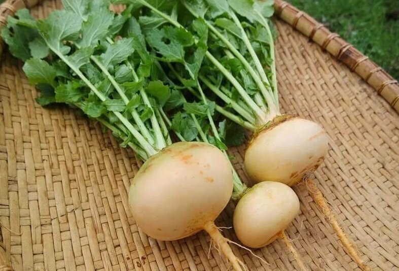 Выбор репы для хранения