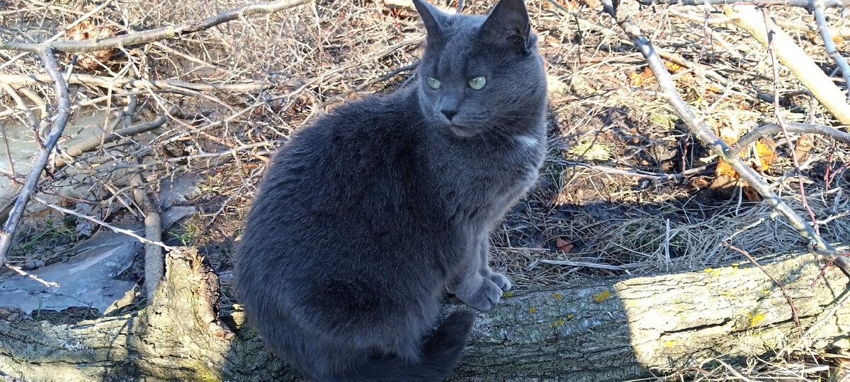 Главная кошка
