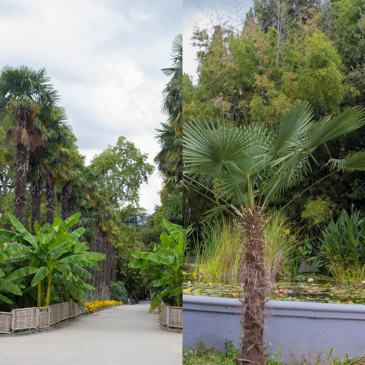 Банан  под  пальмами/хамеропс