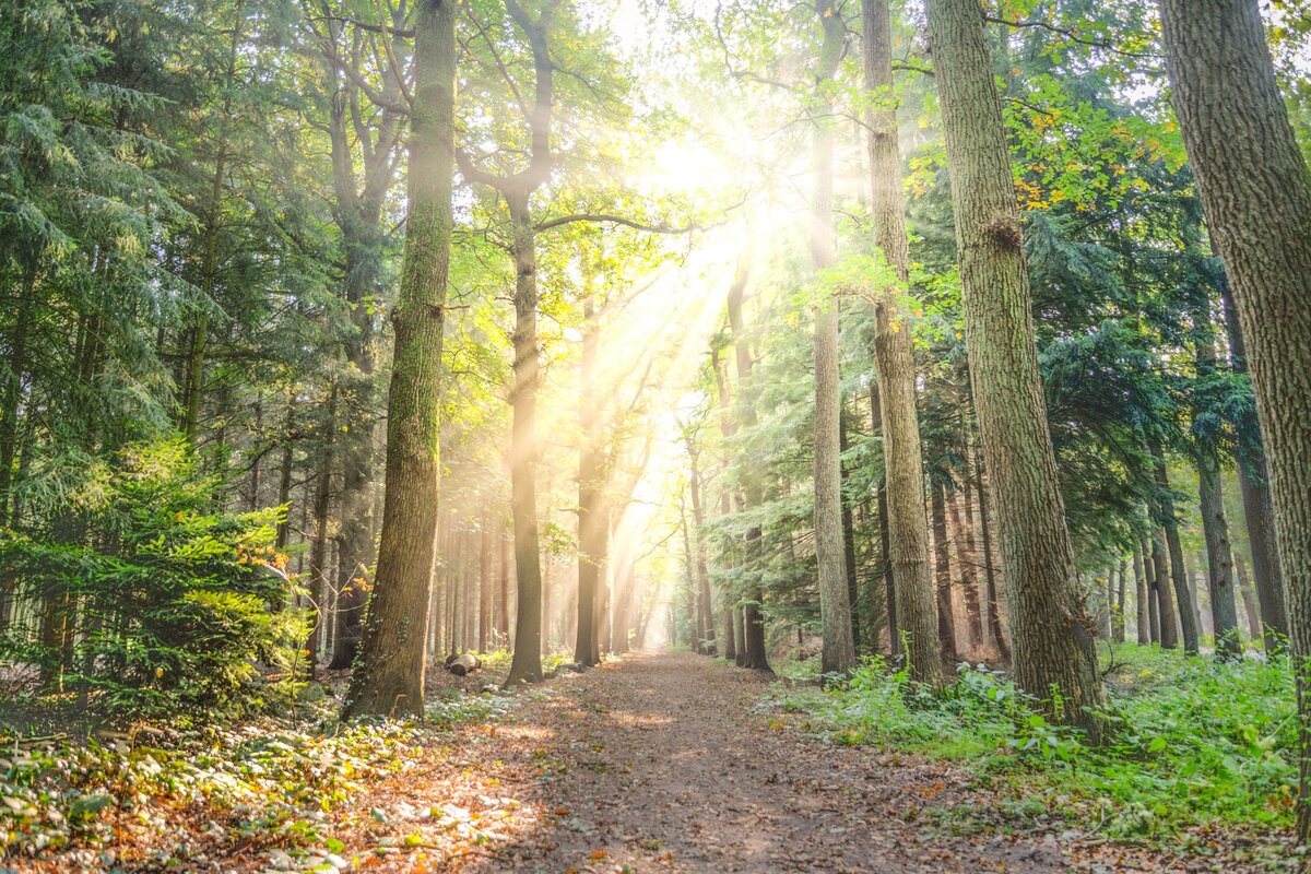    Укус клеща опасен заражением клещевым энцефалитом и боррелиозом Skitterphoto/pexels