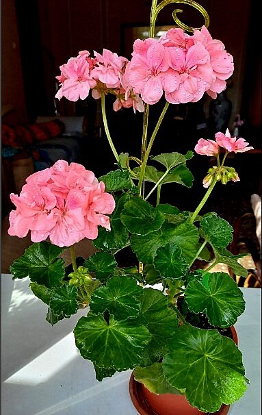 Это было первое цветение SantaMariaCentenial