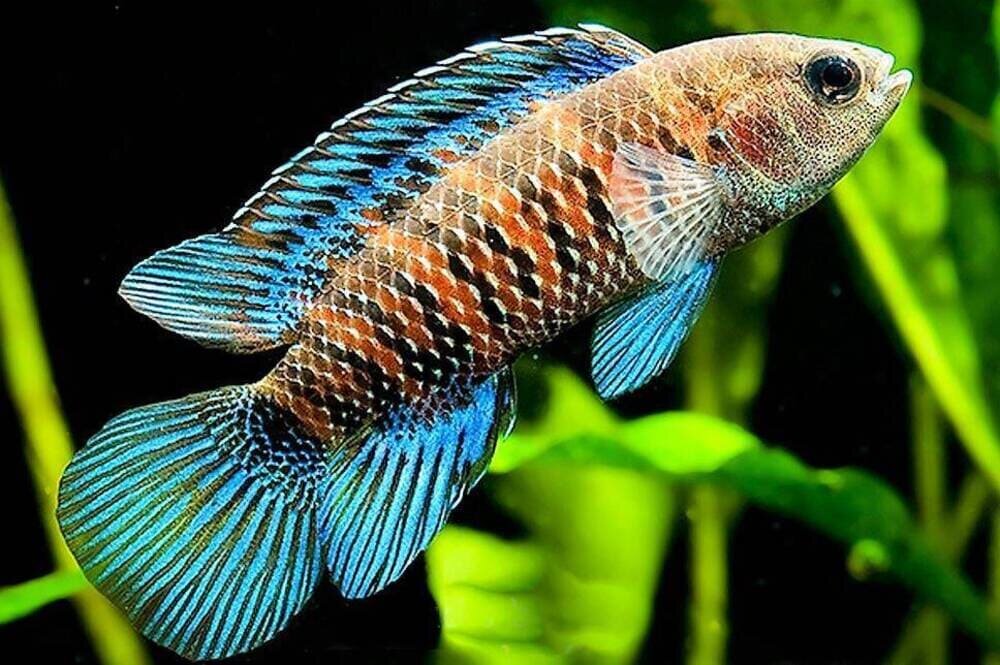 Тропическая рыба-хамелеон