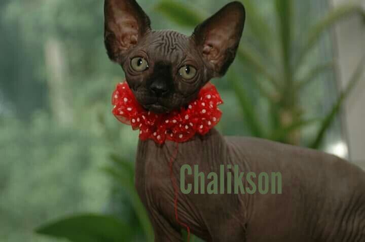 Котенок Багира -рождена в питомнике ЧАЛИКСОН