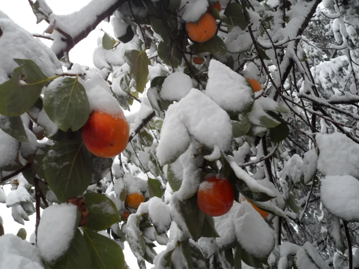 Персик после зимы. Хурма зимостойкая. Хурма зимостойкий саженцы. Хурма дерева Таджикистана. Хурма в снегу.