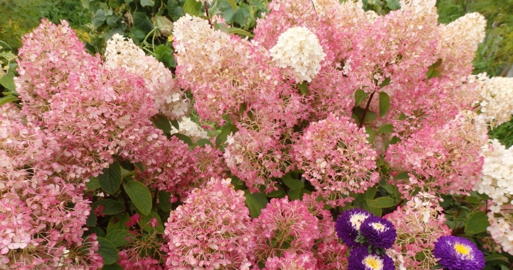 Какие и когда вносить удобрения для садовой гортензии