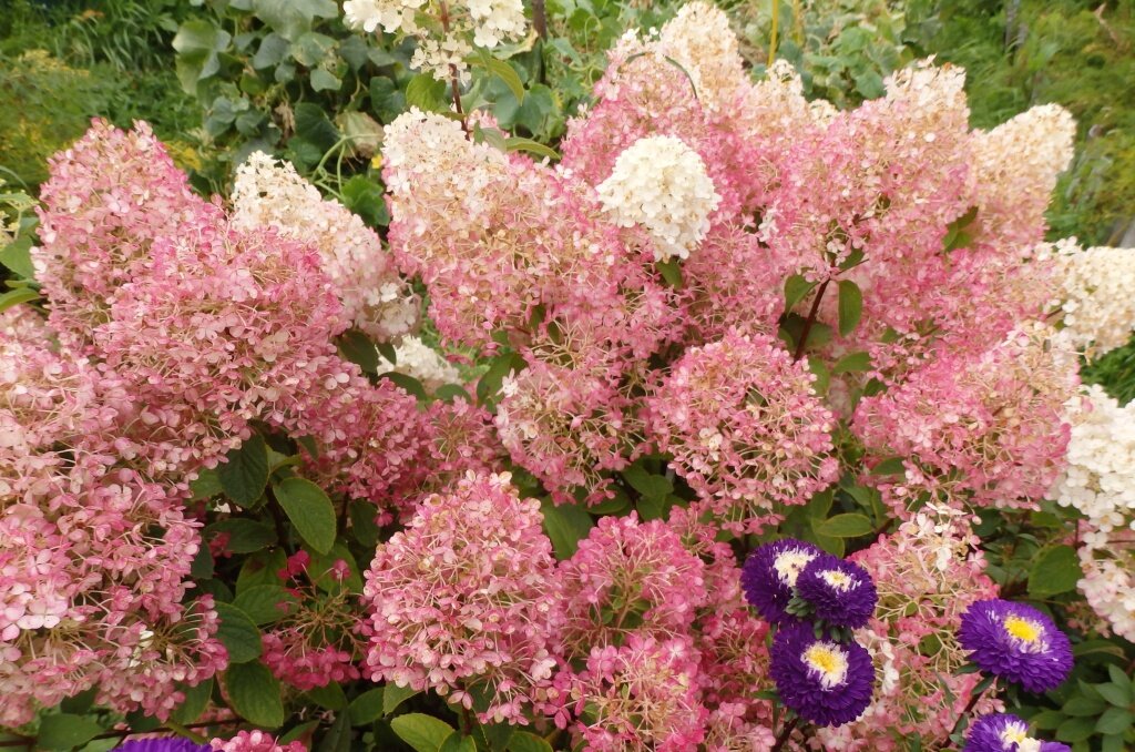  Правильно удобренная гортензия радует обильным цветением