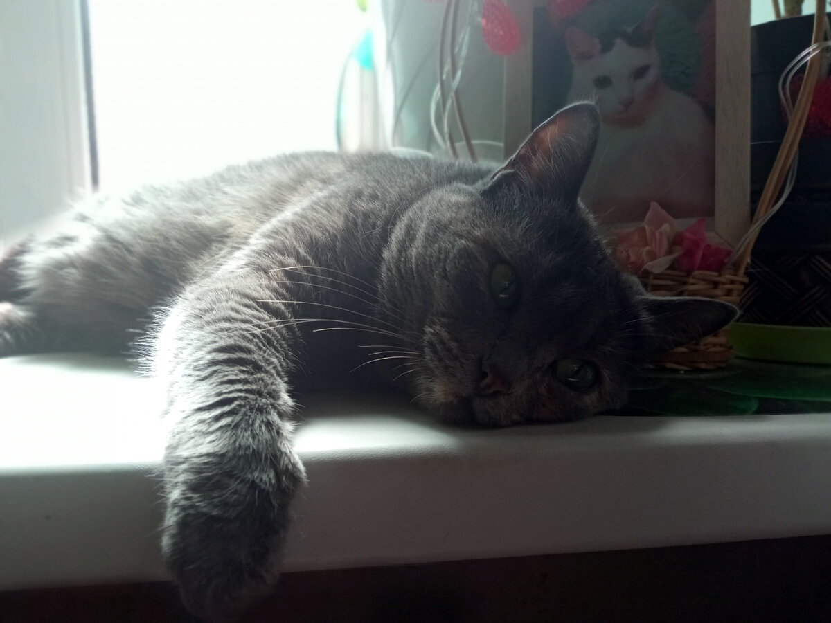 Кися. задумалась о жизни