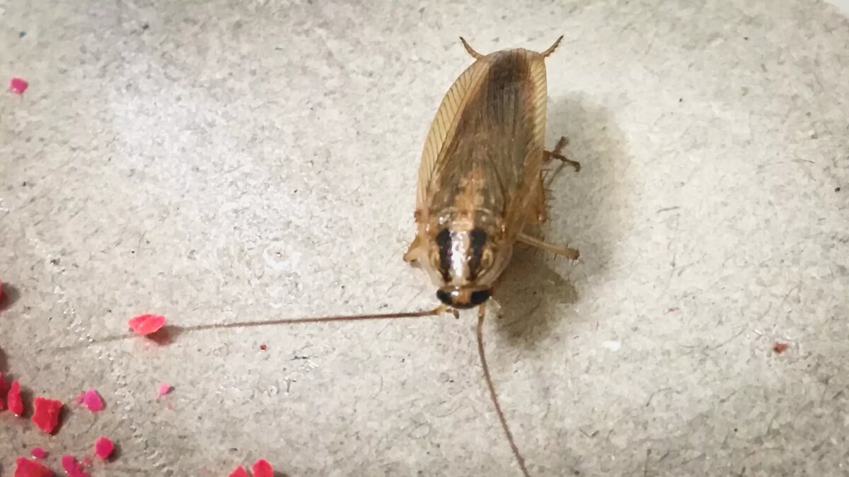     Жители Нижнего Новгорода заподозрили дезинсекторов в том, что те якобы подбрасывают тараканов в многоквартирные дома. О подробностях рассказали в сюжете телепрограммы «Кстати».