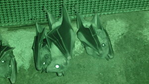 Фото моё, на нём те самые крыланы