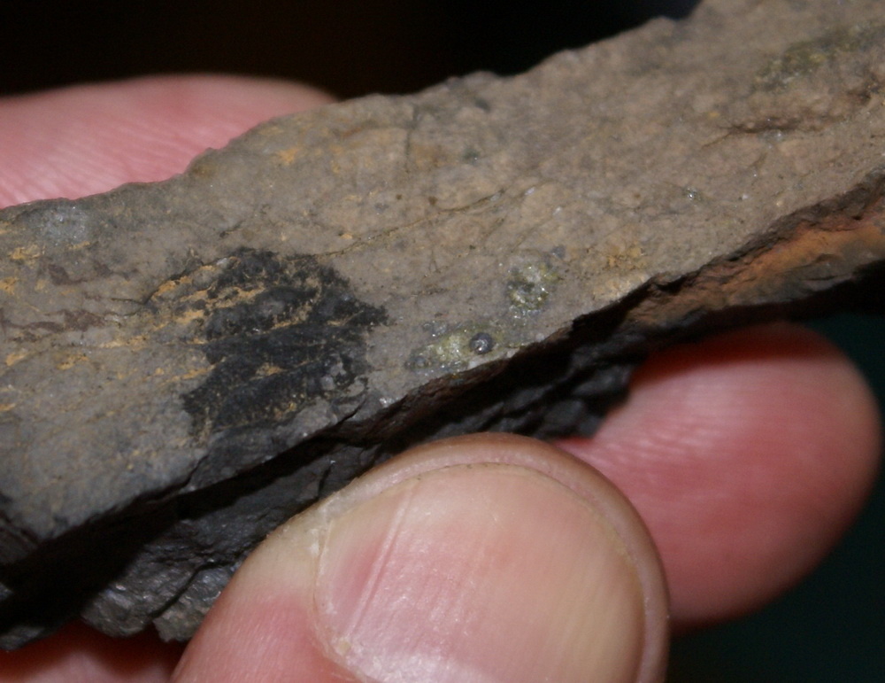 Свинцовые шарики, вплавленные в кору дуба