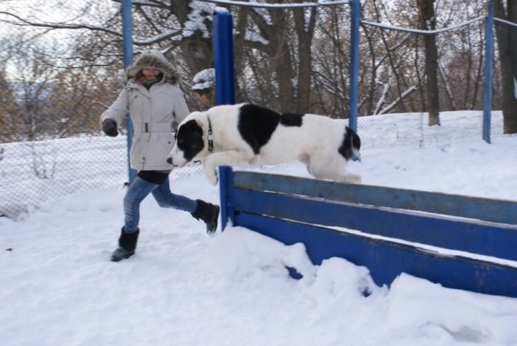 Кормление щенков