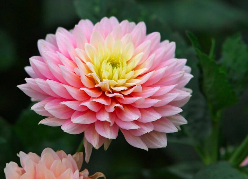 Хризантема
Кроме того, что это очень красивое комнатное растение с прекрасными цветами, так оно еще и очень полезно. Хризантема очищает воздух от аммиака, бензола и формальдегида.