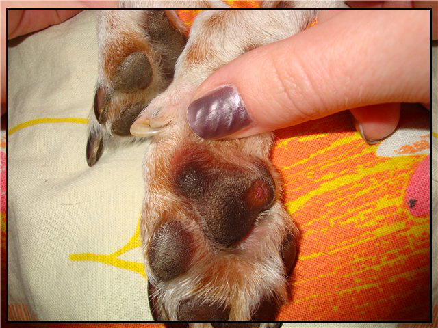 Порез лапки у собаки