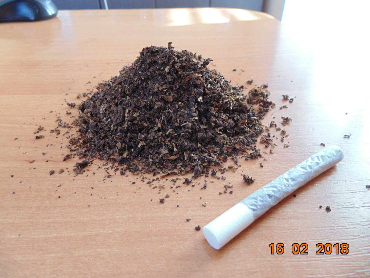 Махорка для курения. Табак домашний самосад. Табак растет. Табак вырастить. Табак в огороде.