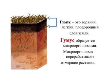 Перегной гумус образуется из. Почвенный гумус. Гумусовый Горизонт. Плодородный слой земли. Грунт гумус.