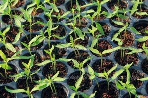 Корневой вид сельдерея необходимо начинать сеять уже с наступлением весны. Взойти растение должно примерно через месяц. Для гарантированных всходов сажать семечки желательно в емкости, заполненные специальных субстратом, который можно приготовить самостоятельно. Для этого нужно смешать торф, перегной, дерновую землю и песок. На 10 кг такого субстрата требуется 20 г мочевины и 1 стакан древесной золы.