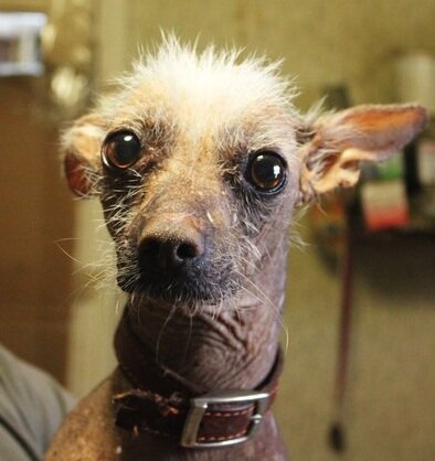 Как часто животные становятся заложниками моды! Ведь стоит выйти какому-либо фильму и вуаля, спрос на собак данной породы начинает расти в геометрической прогрессии. Например фильм