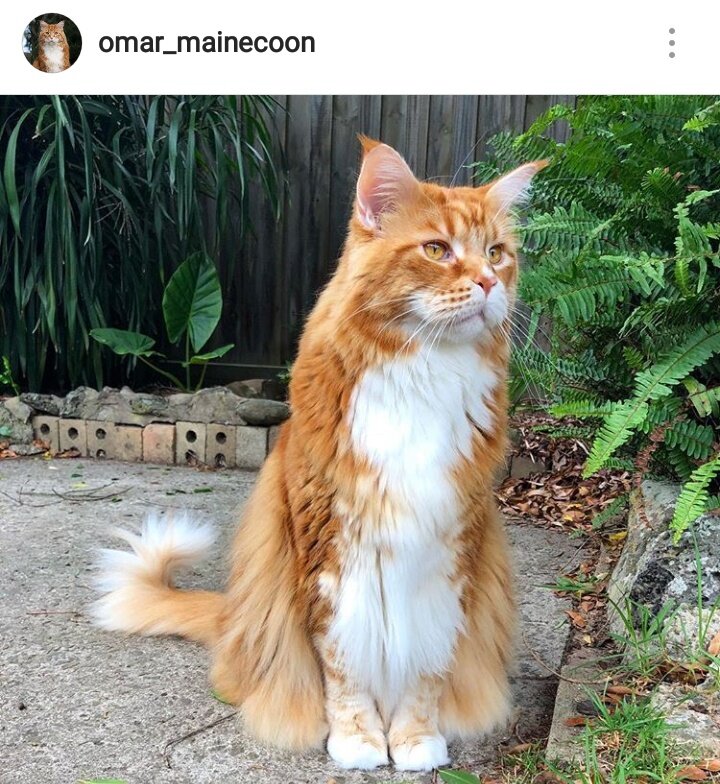 Фотография источник : Instagram omar_mainecoon