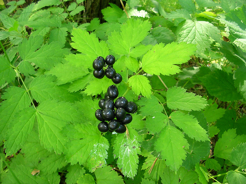 Черные ягоды в лесу. Воронец Колосистый. Воронец Колосистый (Actaea spicata). Actaea — Воронец.. Воронец колосовидный ягоды.