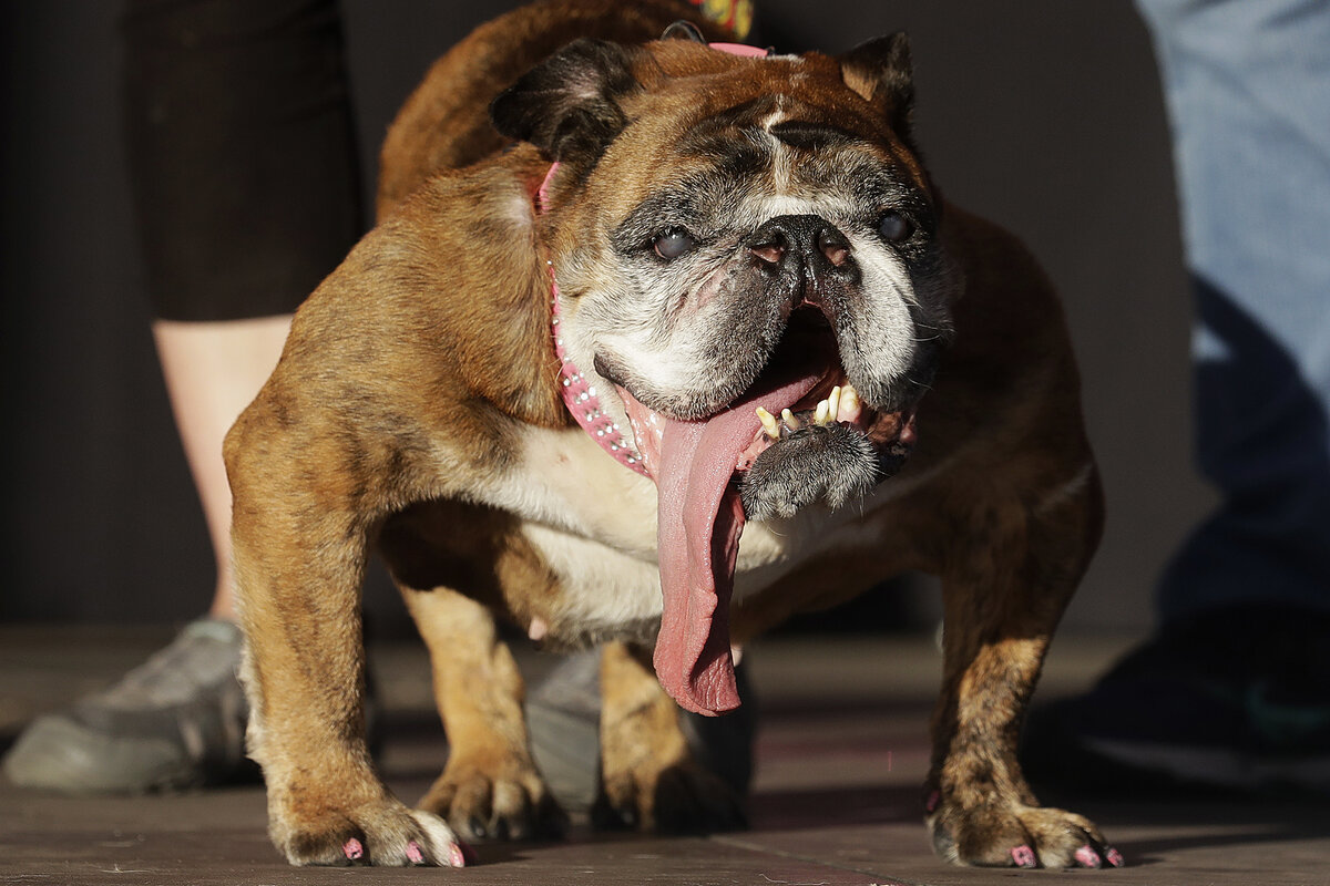 Фото: TASS/AP/Jeff Chiu 