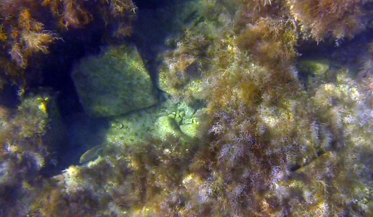 Морское дно в районе Высокого берега.