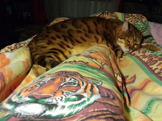 Поспать мы любим.