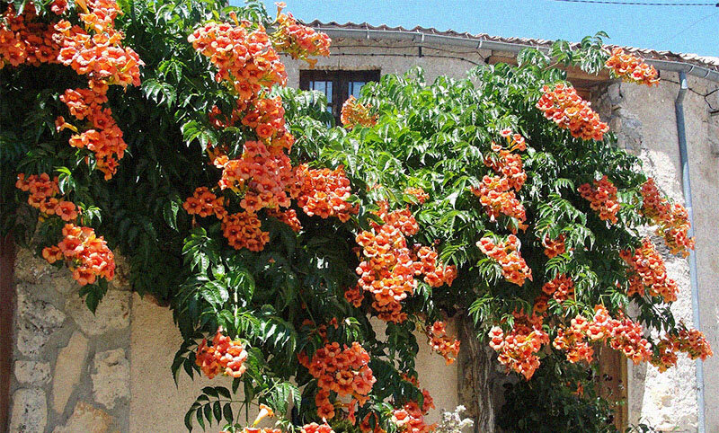 Кампсис укореняющийся