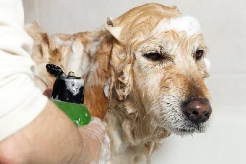 Главная » Полезная информация » Больше о груминге » Аллергия на шампунь у собак