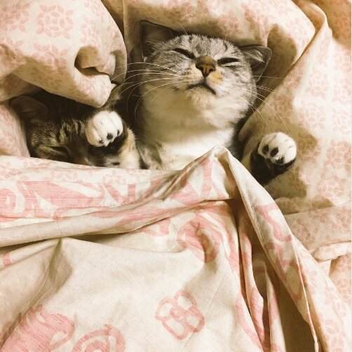 Каждый день я жду встречи с тобой… Особенно когда начинает моросить мелкий противный дождь. Когда осенний день сначала подразнит солнышком, а потом заморозит холодным ветром. Когда сырость пролезает под одежду, прошмыгивает в каждый уголок дома, я думаю о тебе. О том, как ты мягко обнимешь меня, согреешь своей нежностью, шёлком прикоснёшься к моей коже… Мы унесёмся в мир необыкновенных чувств и фантазий… Мы будем вместе всю ночь… Нам так тяжело будет расставаться утром… Моё любимое, тёплое, нежное… ОДЕЯЛО… 😊