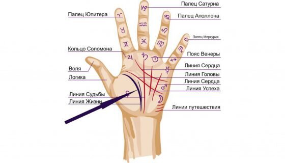Хиромантия: что такое, линии на руке и их значение, почему не работает | РБК Тренды