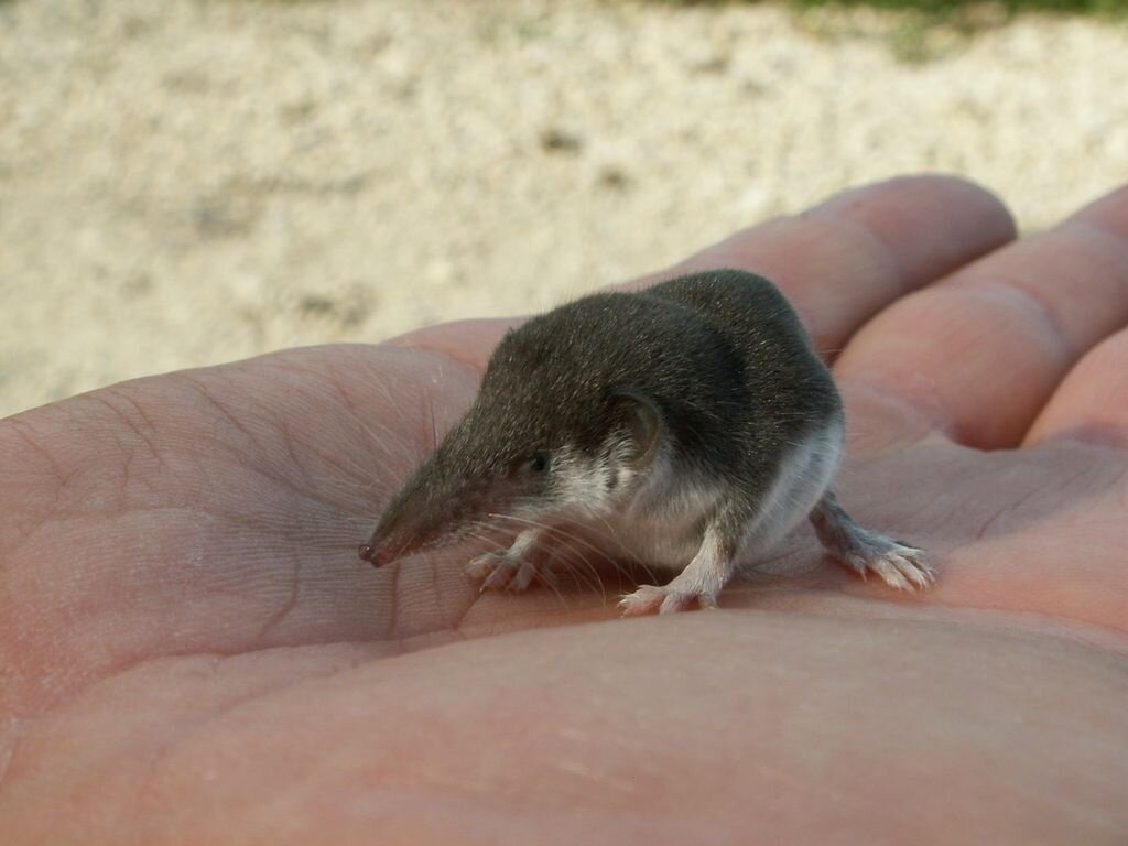 Карликовая многозубка – одно из самых маленьких млекопитающих на планете © animalworld.com.ua