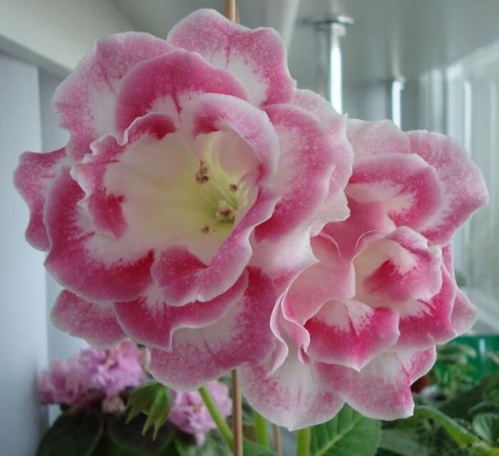 Привлекательный аромат