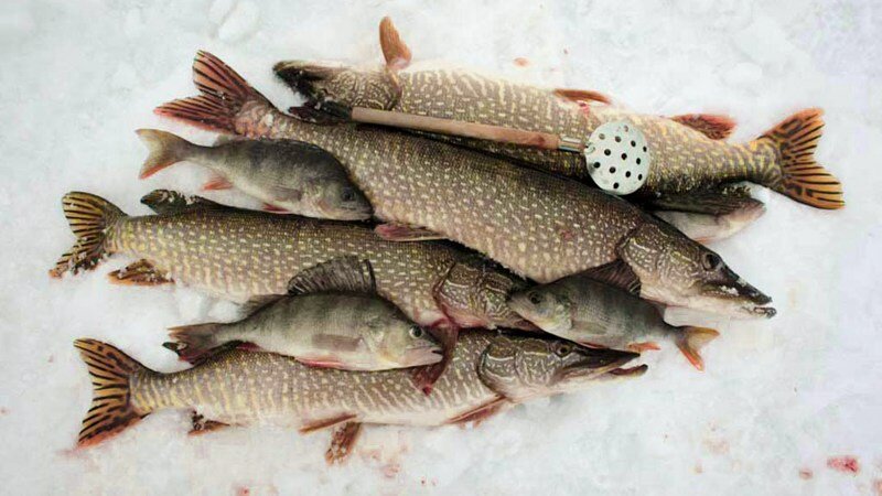 Щука и окунь зимой