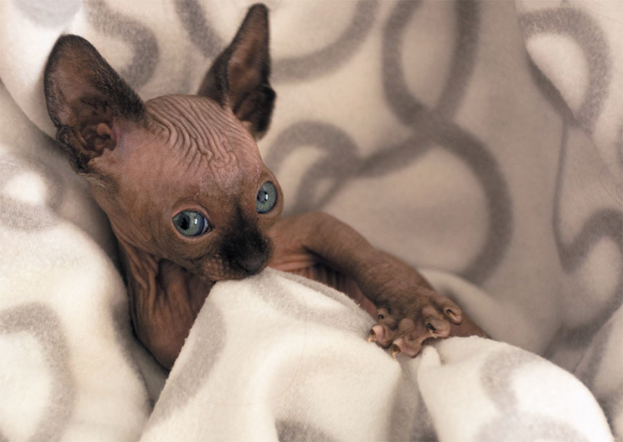 Фото с сайта http://www.catster-digitalmagazine.com