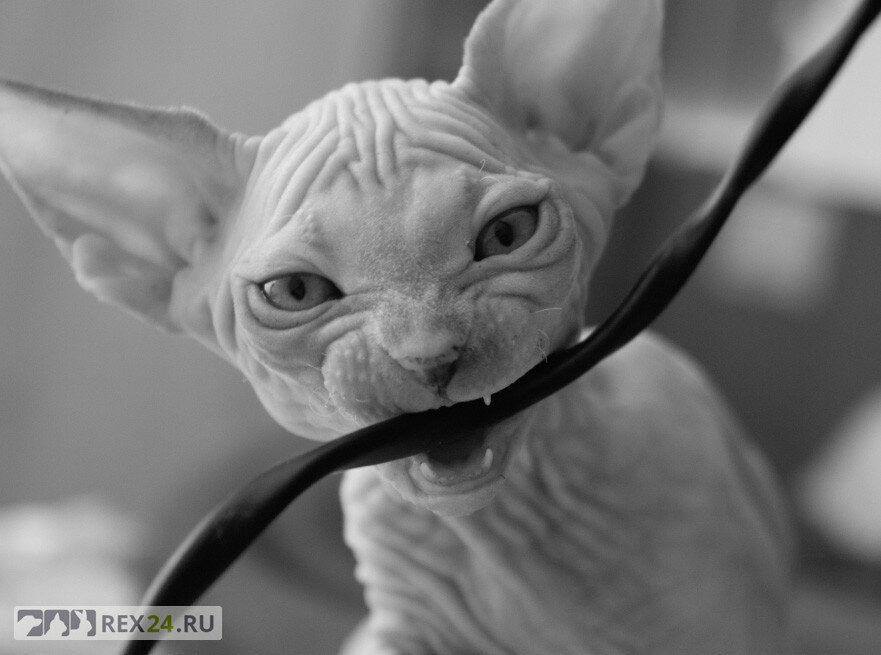 Фото: yandex.ru