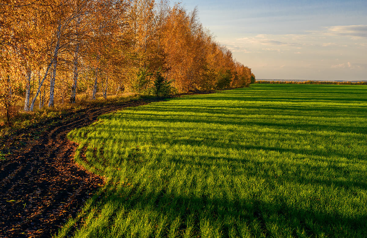 Озимь на полях. Озимь это для детей. Что такое оземь озимь. Озимые культуры. Озимь это 2 класс.
