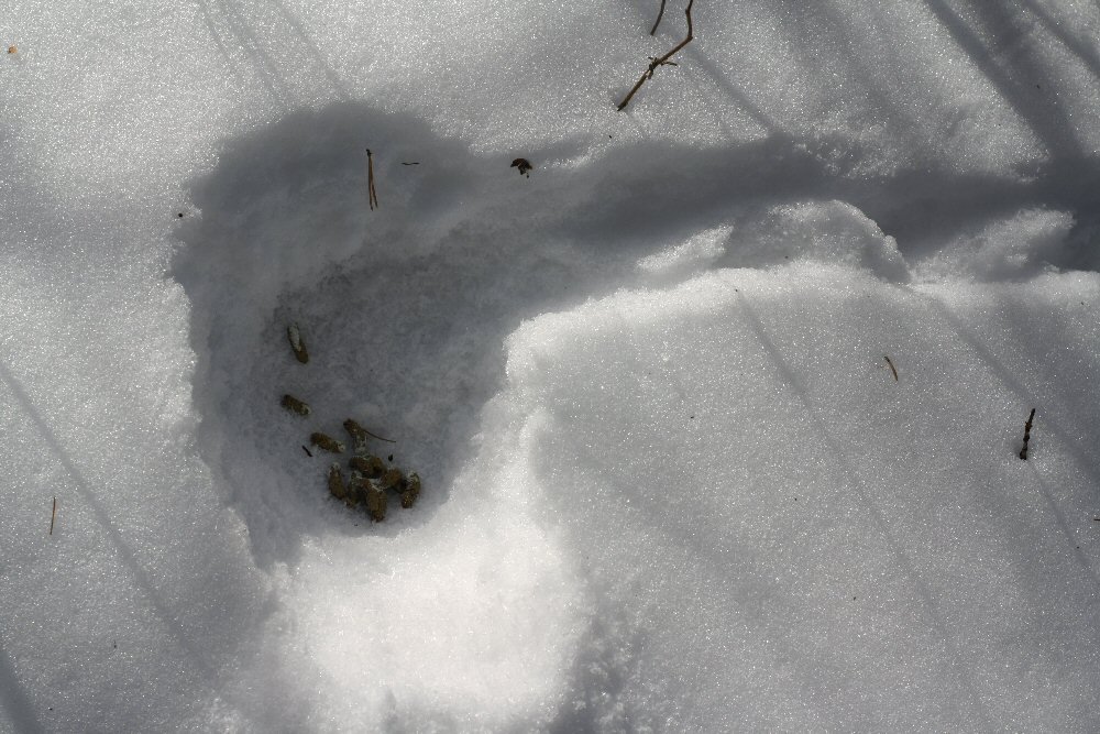 Под старой елью нашли 117. Загадочные следы. Лунка из снега. Лунка в снегу.